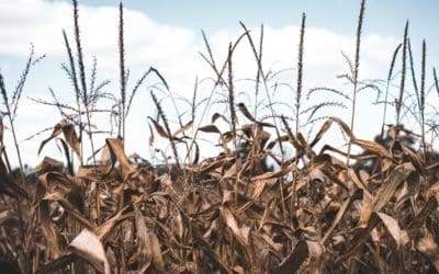 Sécheresse dans le Gard : les agriculteurs adaptent leurs techniques d’irrigation